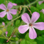 Herb Robert - Geranium robertianum