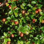 Himalayan Cotoneaster - Cotoneaster simonsii