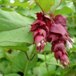 Himalayan Honeysuckle - Leycesteria formosa