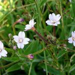 Hoary Willowherb - Epilobium parviflorum