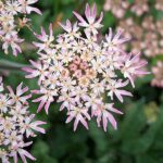 Hogweed - Heracleum sphondylium