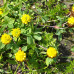 Hop Trefoil - Trifolium campestre