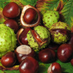 Horse-chestnut - Aesculus hippocastanum