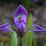 Iris species - Iris sp