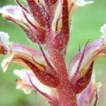 Ivy Broomrape - Orobanche hederae