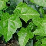 Ivy - Hedera helix