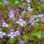 Ivy-leaved Toadflax - Cymbalaria muralis