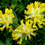 Kidney Vetch - Anthyllis vulneraria