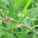 Knotgrass - Polygonum aviculare