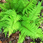 Lady Fern - Athyrium filix-femina