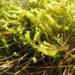 Lawn Moss - Rhytiadelphus