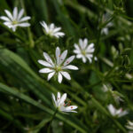 Lesser Stitchwort - Stellaria graminea