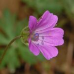 Long-stalked Crane’s-bill - Geranium columbinum