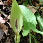 Lords-and-ladies - Arum maculatum