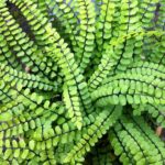 Maidenhair Spleenwort - Asplenium trichomanes