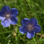 Meadow Crane’s-bill - Geranium pratense