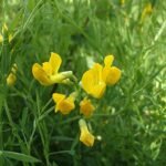 Meadow Vetchling - Lathyrus pratensis