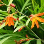 Montbretia - Crocosmia x crocosmiiflora