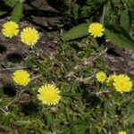 Mouse-ear Hawkweed - Pilosella officinarum