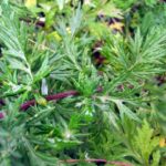 Mugwort - Artemesia vulgaris