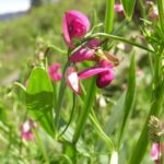 Narrow-leaved Everlasting Pea - Lathyrus sylvestris