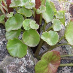 Navelwort - Umbilicus rupestris