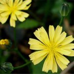 Nipplewort - Lapsana communis