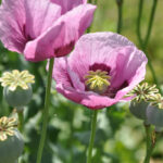 Opium Poppy - Papaver somniferum