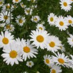 Oxeye Daisy - Leucanthemum vulgare