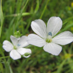 Pale Flax - Linum bienne