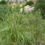 Pampas grass - Cortaderia sp