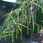 Pendulous Sedge - Carex pendula