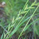 Perennial Ryegrass - Lolium perenne