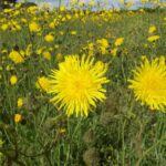 Perennial Sowthistle - Sonchus arvensis