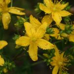 Perforate St John’s-wort - Hypericum perforatum