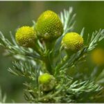 Pineappleweed - Matricaria discoidea