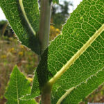 Prickly Lettuce - Lactuca serriola