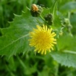 Prickly Sowthistle - Sonchus asper