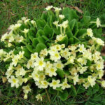 Primrose - Primula vulgaris