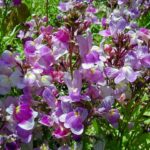 Purple Toadflax - Linaria purpurea
