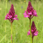 Pyramidal Orchid - Anacamptis pyramidalis