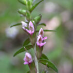 Red Bartsia - Odontites verna