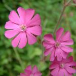 Red Campion - Silene dioica