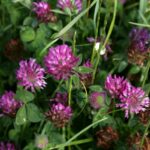 Red Clover - Trifolium pratense