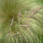 Red Fescue - Festuca rubra