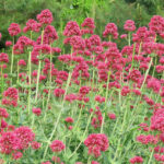 Red Valerian - Centhranthus ruber