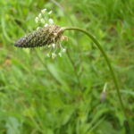 Ribwort Plantain - Plantago lanceolata