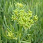 Rock Samphire - Crithmum martitimum