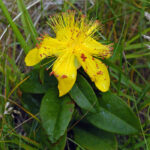 Rose-of-sharon - Hypericum calycinum