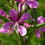 Rosebay Willowherb - Chamaenerion angustifolium